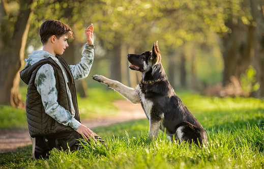 boy with a dog walks in the park on a sunny spring evening, sits on the grass, the dog obeys the order give a paw. Friendship of man and animal, healthy lifestyle.