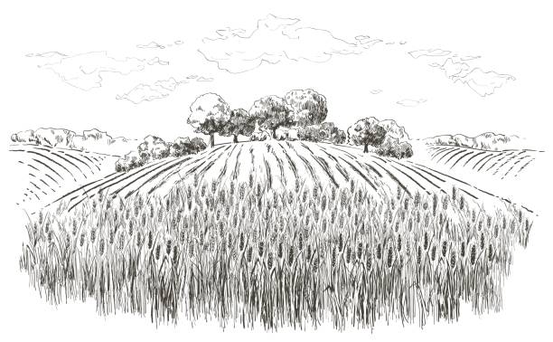 ilustrações, clipart, desenhos animados e ícones de paisagem de verão rural vetor um campo de trigo maduro nas colinas - farm vegetable black landscape
