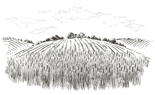 Rural summer landscape a field of ripe wheat on hills and dales in the background. A trees, plants, forest panorama. Hand drawn vector watercolor illustration.