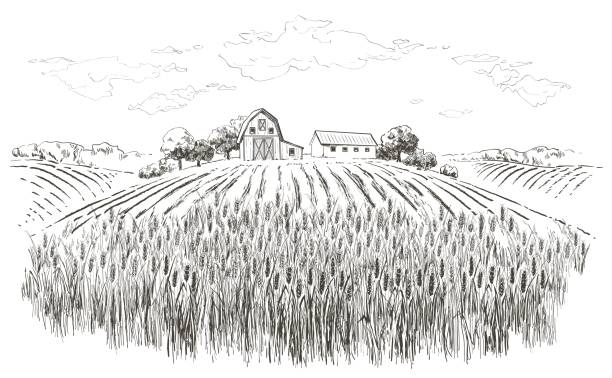 ilustrações, clipart, desenhos animados e ícones de paisagem de verão rural vetor um campo de trigo maduro nas colinas - farm vegetable black landscape