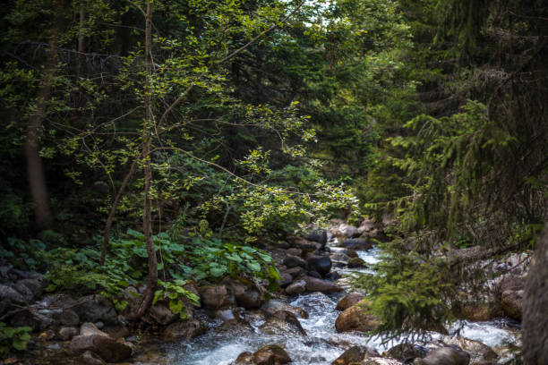 River in the mountain pine tree woodland