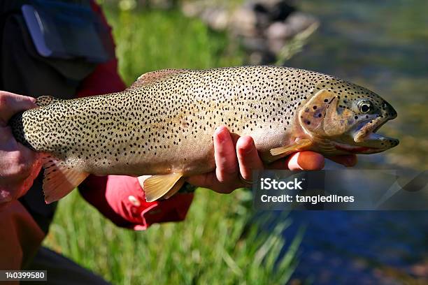 Trutaferoz - Fotografias de stock e mais imagens de Pesca - Pesca, Truta-feroz, Alberta