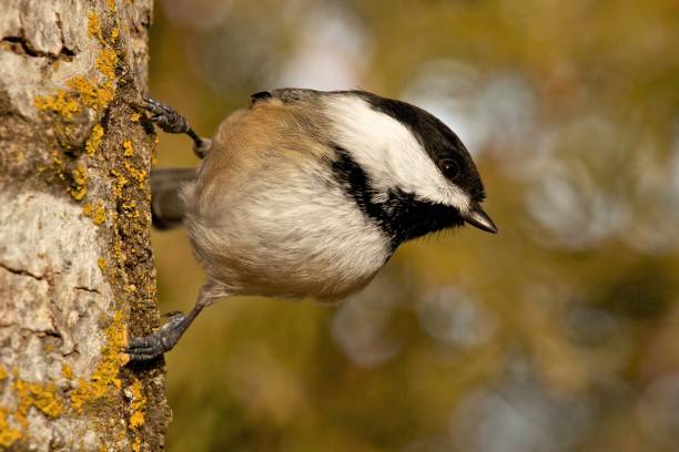 istock The bird saw the target 1403996000