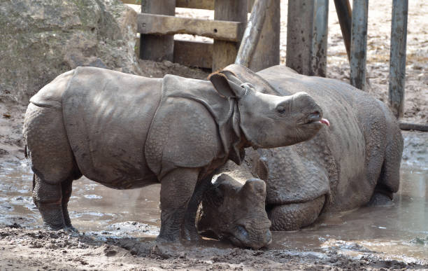 istock Two rhinos are resting in a calm environment 1403996415