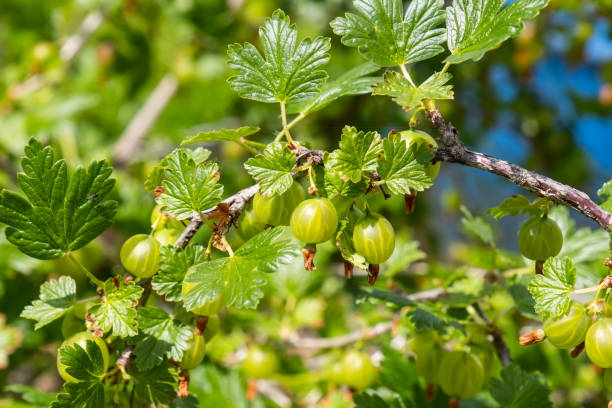 istock Unripe gooseberry on a bush in summer 1403996728