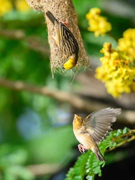 istock The birds are helping to build a nest. 1403997325