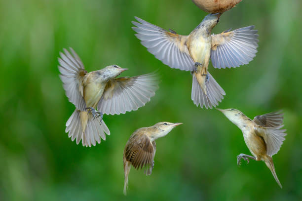 istock Birds are hovering in the air (Oriental Reed Warbler) 1403997342