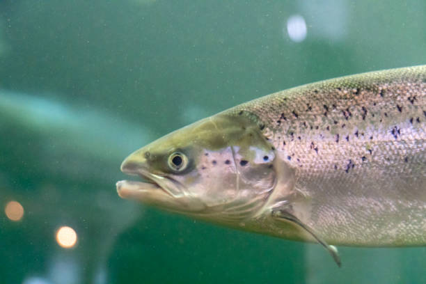 istock Cod fish in aquarium in Kabelvag Lofoten  Norway. 1403997382