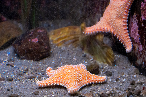 colorful sea star on the ocean floor, underwater