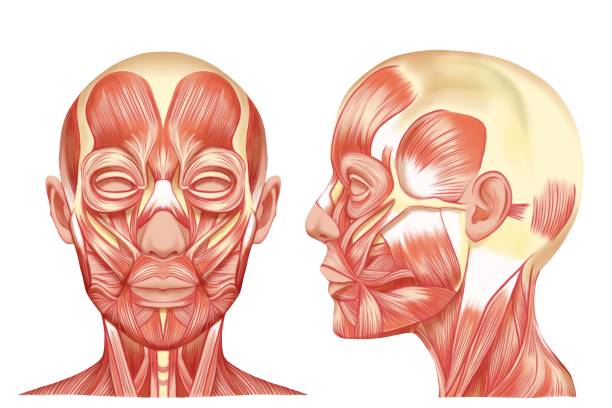istock Illustration of realistic facial muscles without line drawing, front and profile set, raster material 1403998068