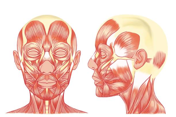 色鉛筆で手描きしたリアルな顔の筋肉のイラスト フロントとプロファイルセット ラスター素材 - dissection点のイラスト素材／クリップアート素材／マンガ素材／アイコン素材