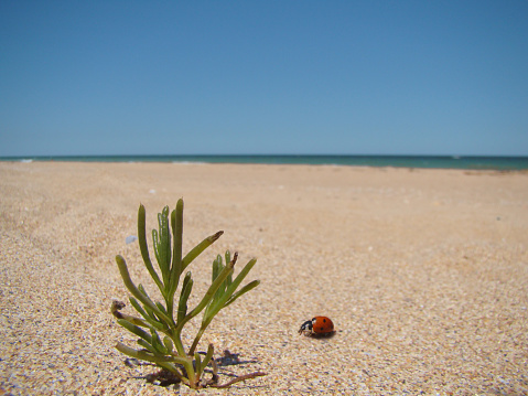Minimalistic photo of ladybug on dunes on Black Sea coast in Bulgaria