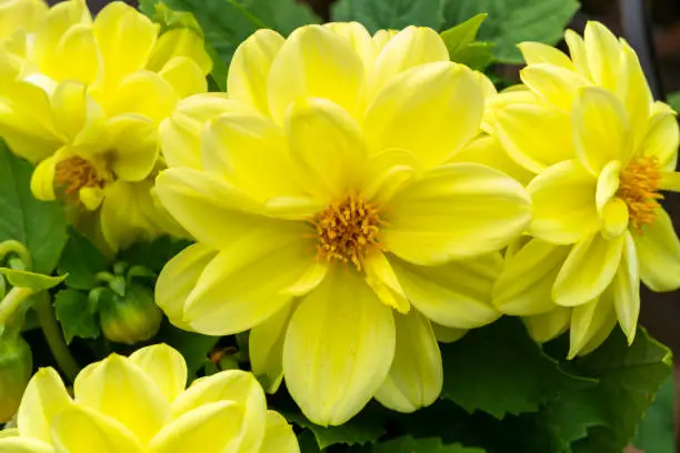 Dahlia Figaro Series a dwarf summer autumn fall flowering plant with a yellow summertime double flower, stock photo image