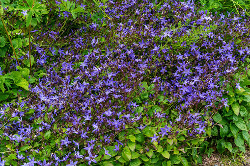Blue bellflowers.Please see more bellflower pictures of my Portfolio.Thank you!