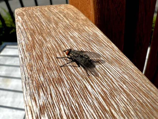 istock A macro image of a fly on a very old light wood. 1403998858