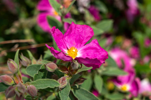 istock Cistus 'Blushing Peggy Sammons' 1403999405