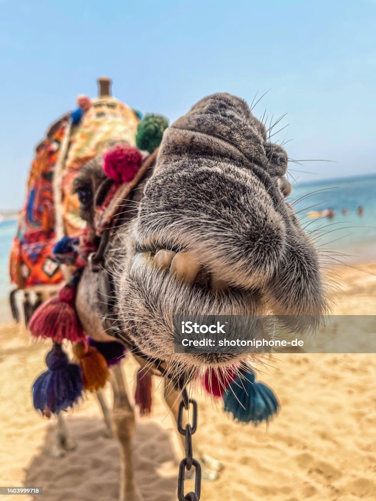 camel kiss Camel kiss into the camera Africa Stock Photo