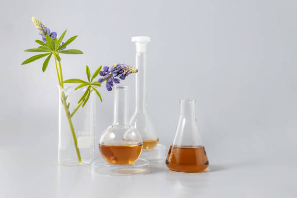 istock flasks with solutions, laboratory utensils with a lupine branch on a gray background. the concept of natural cosmetics. 1404000290