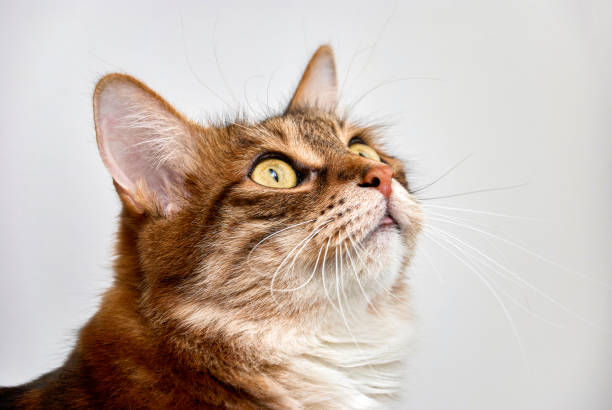 istock Adorable red-haired cat looks up on white background 1404000389