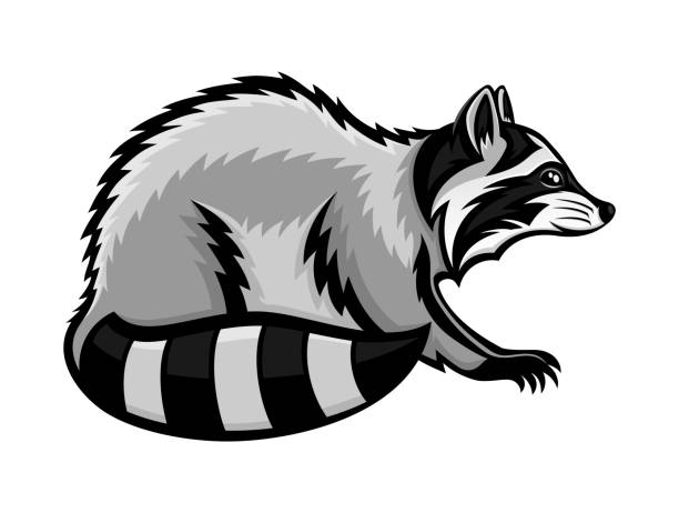 Cartoon Of The Raccoon Tattoo Designs Illustrations, Royalty-Free Vector  Graphics & Clip Art - iStock