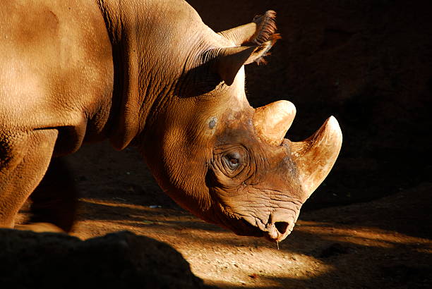 Black Rhinoceros with a runny nose stock photo