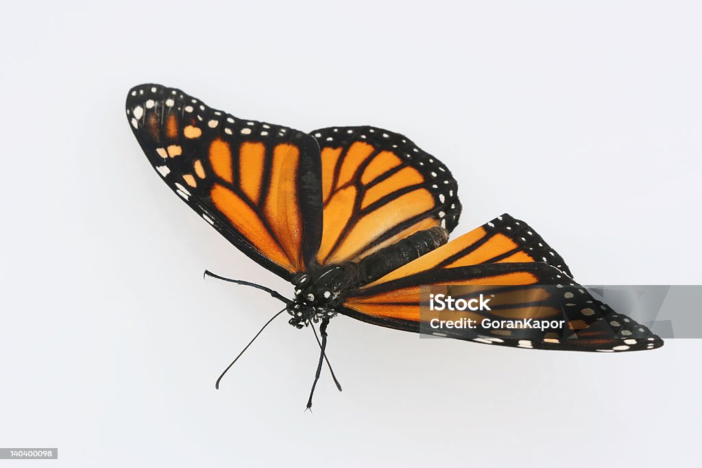 Monarch mit offenen Flügeln - Lizenzfrei Bunt - Farbton Stock-Foto
