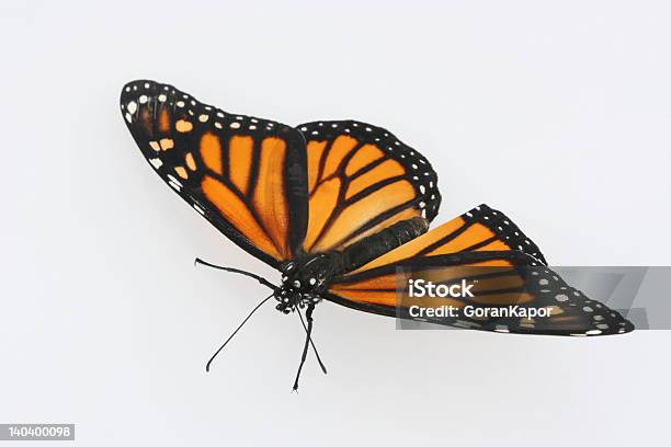 Monarch Mit Offenen Flügeln Stockfoto und mehr Bilder von Bunt - Farbton - Bunt - Farbton, Einzelnes Tier, Eleganz