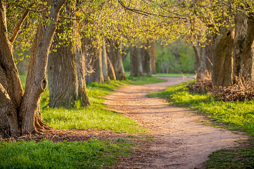 Walkway Lane Path With Green Trees in Forest. Beautiful Alley, road In Park. Pathway, natural tunnel, Way Through Summer Forest.