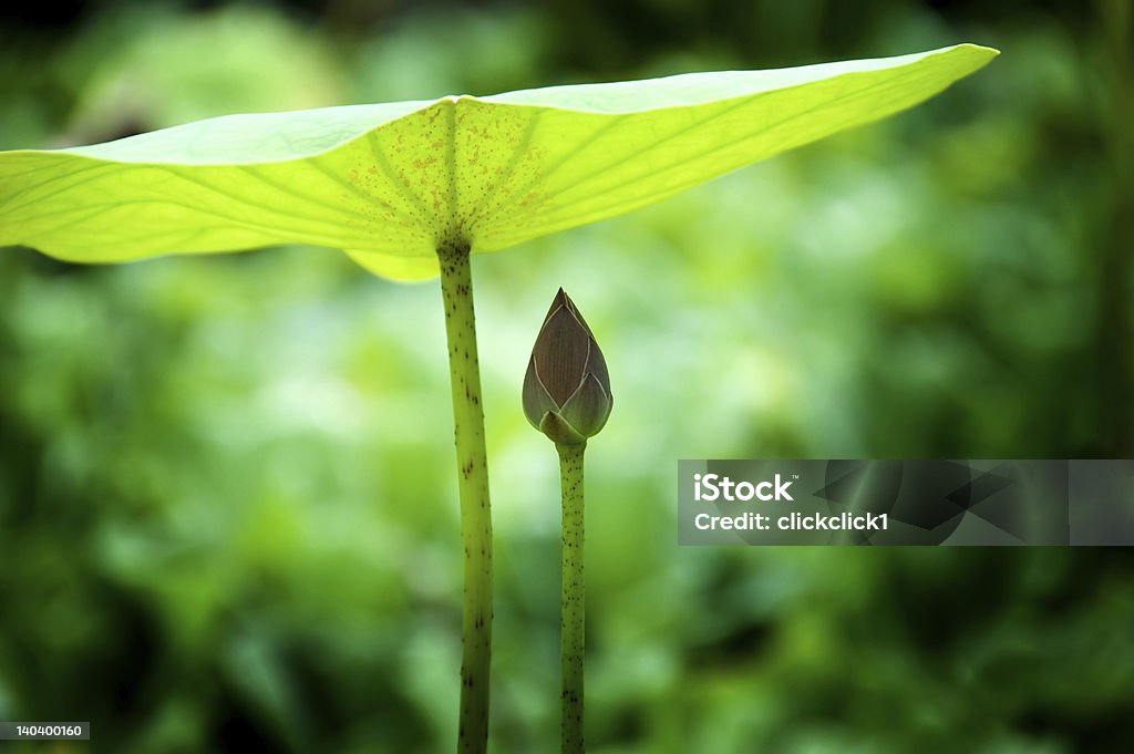 Care - Lizenzfrei Agrarbetrieb Stock-Foto