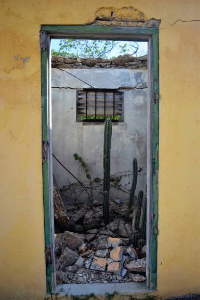 istock Cactus growing in dilapidated building, framed by green door 1404001765