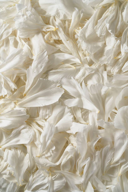 istock petals of white peonies macro photo 1404001877