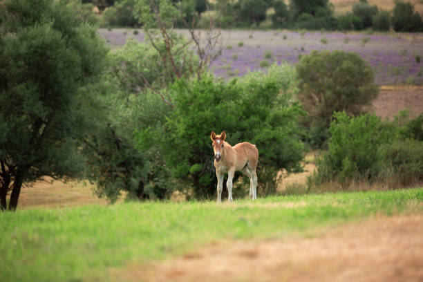 Small horse, cute foal on the pasture, horse theme