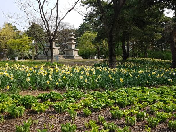 istock wish of daffodils 1404002800