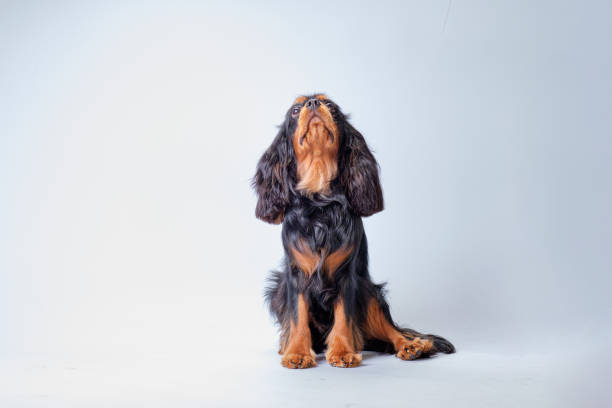 istock A spaniel dog sits and looks up 1404002924