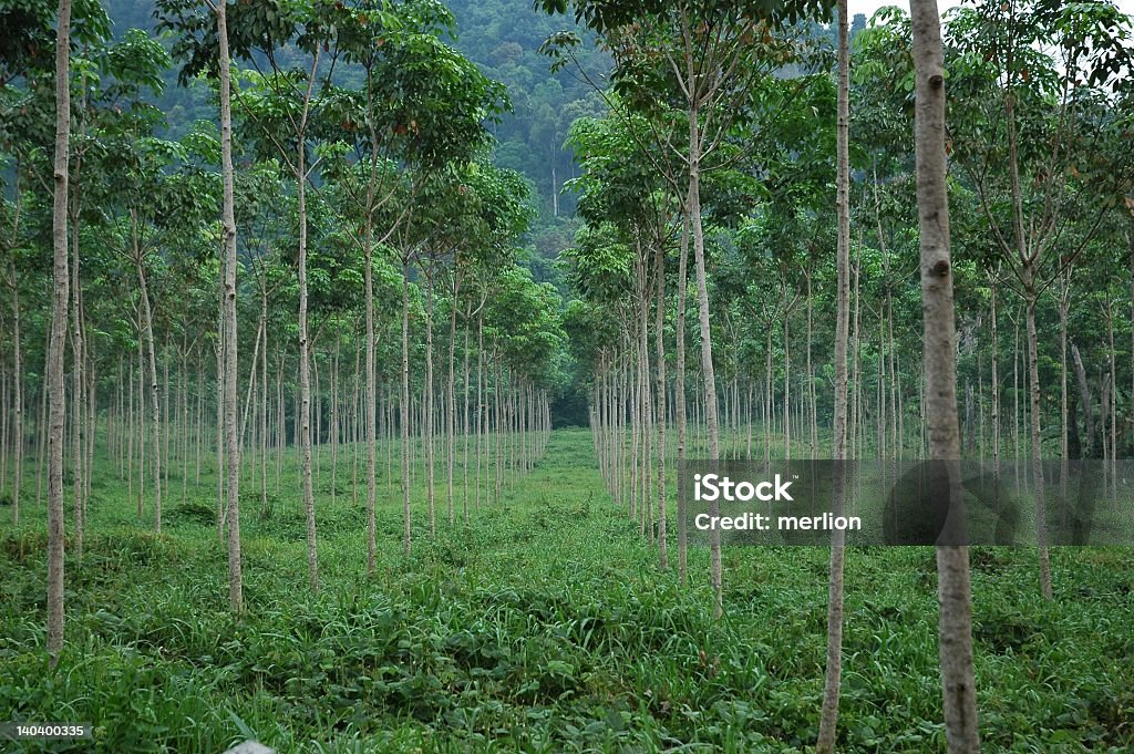 Seringueira plantation - Foto de stock de Borracha - Material royalty-free