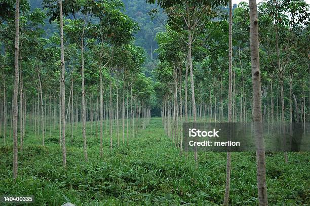 Foto de Seringueira Plantation e mais fotos de stock de Borracha - Material - Borracha - Material, Bosque - Floresta, Colheita