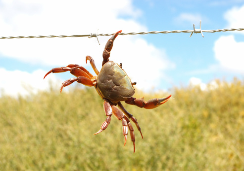 crab hanging from fence