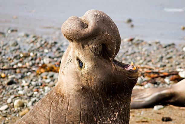 elefante-marinho aviso - animal elephant seal seal yawning - fotografias e filmes do acervo