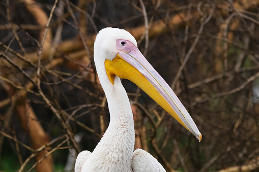 Photo of a pelican at the Naivasha Lake in Kenya.