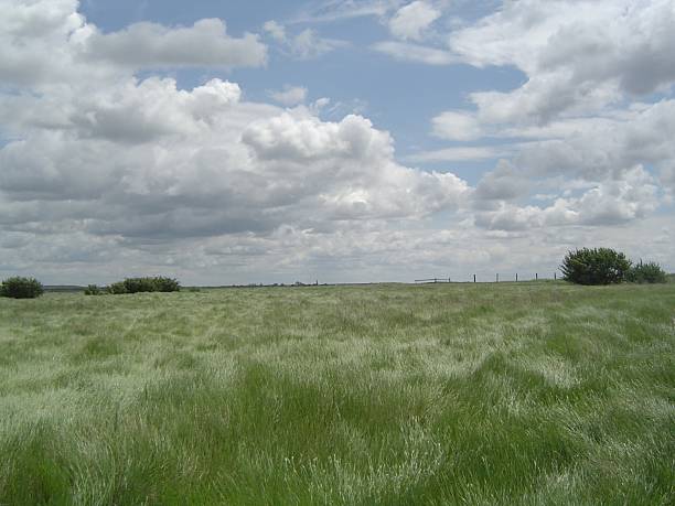 Windy day on the prairie