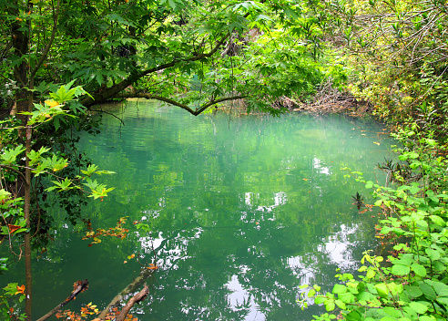 small lake in the tropical wood thicket