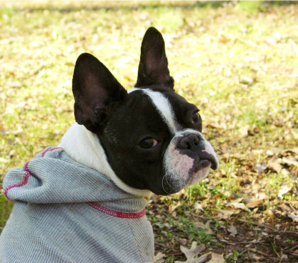 cranky oliver henry stock photo