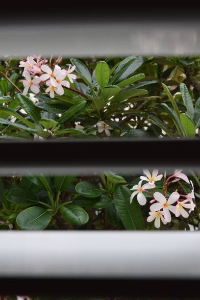 White tropical flower viewed through space between wooden window shutters