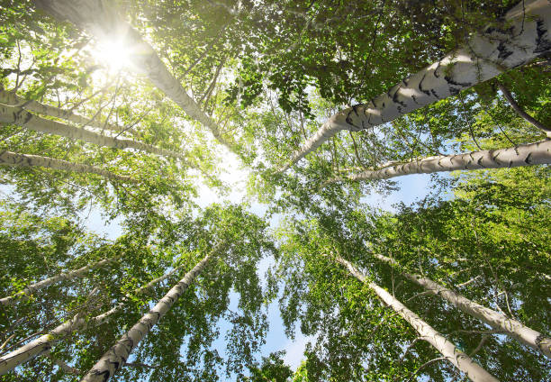 tops of summer birch trees and sun\