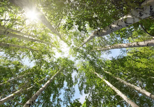 tops of summer birch trees and sun"n