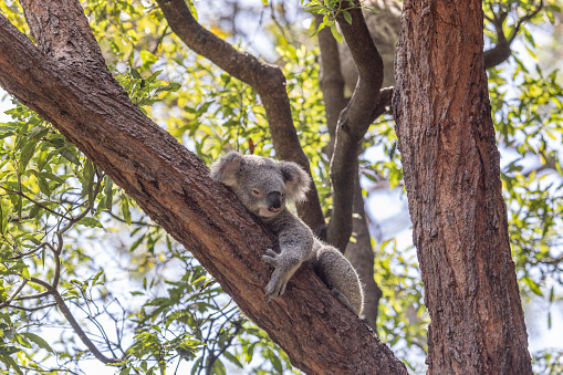 Sleepy Koala (Phascolarctos cinereus), native Australian icon, holding on to an inclined tree branch and another one seen blurred in the background.