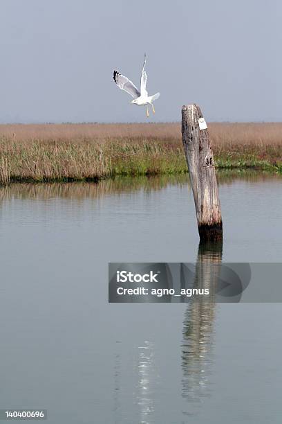 Laguna Di Venezia - Fotografie stock e altre immagini di Acqua - Acqua, Amore, Antico - Condizione