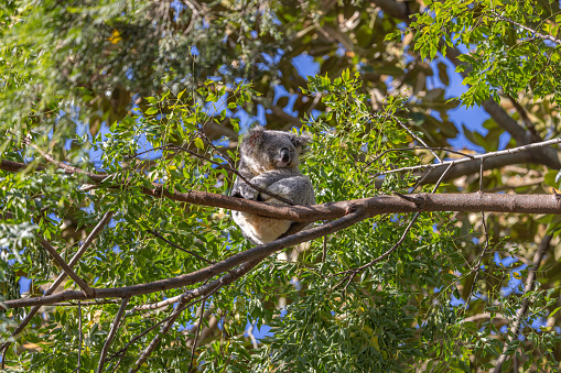 A Koala (Phascolarctos cinereus) sleeping high up on a tree branch, with green foliage in the background. Koalas are native Australian marsupials.