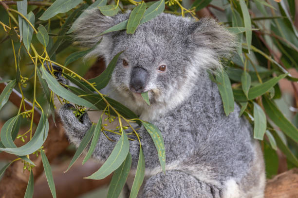 220+ Close Up Portrait Of Koala Bear Looking At The Camera Stock Photos,  Pictures & Royalty-Free Images - iStock