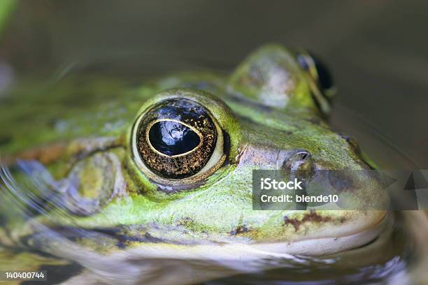 Photo libre de droit de Grenouille Verte Fraîche banque d'images et plus d'images libres de droit de Amphibien - Amphibien, Cool, Couleur verte